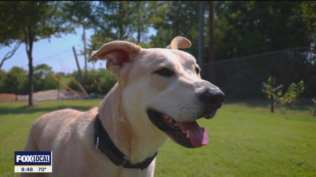 Dog of the Day: Charlie