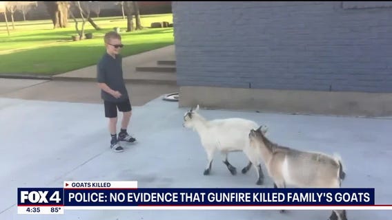 Grand Prairie goat deaths ruled as predatory attack