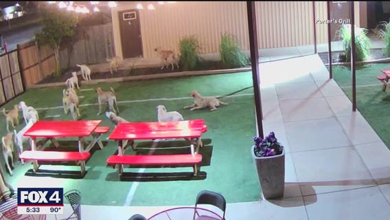 Growing problem of loose dogs in Texas town