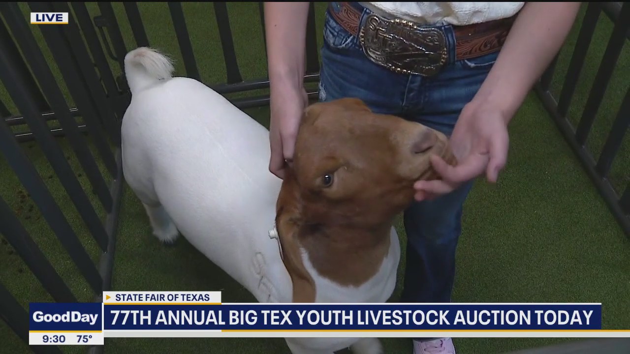 State Fair of Texas youth livestock auction happening today