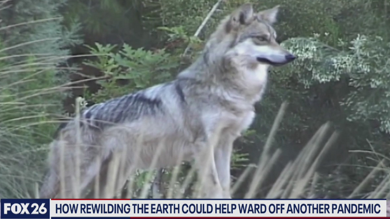 Rewilding the Earth could help ward off another pandemic