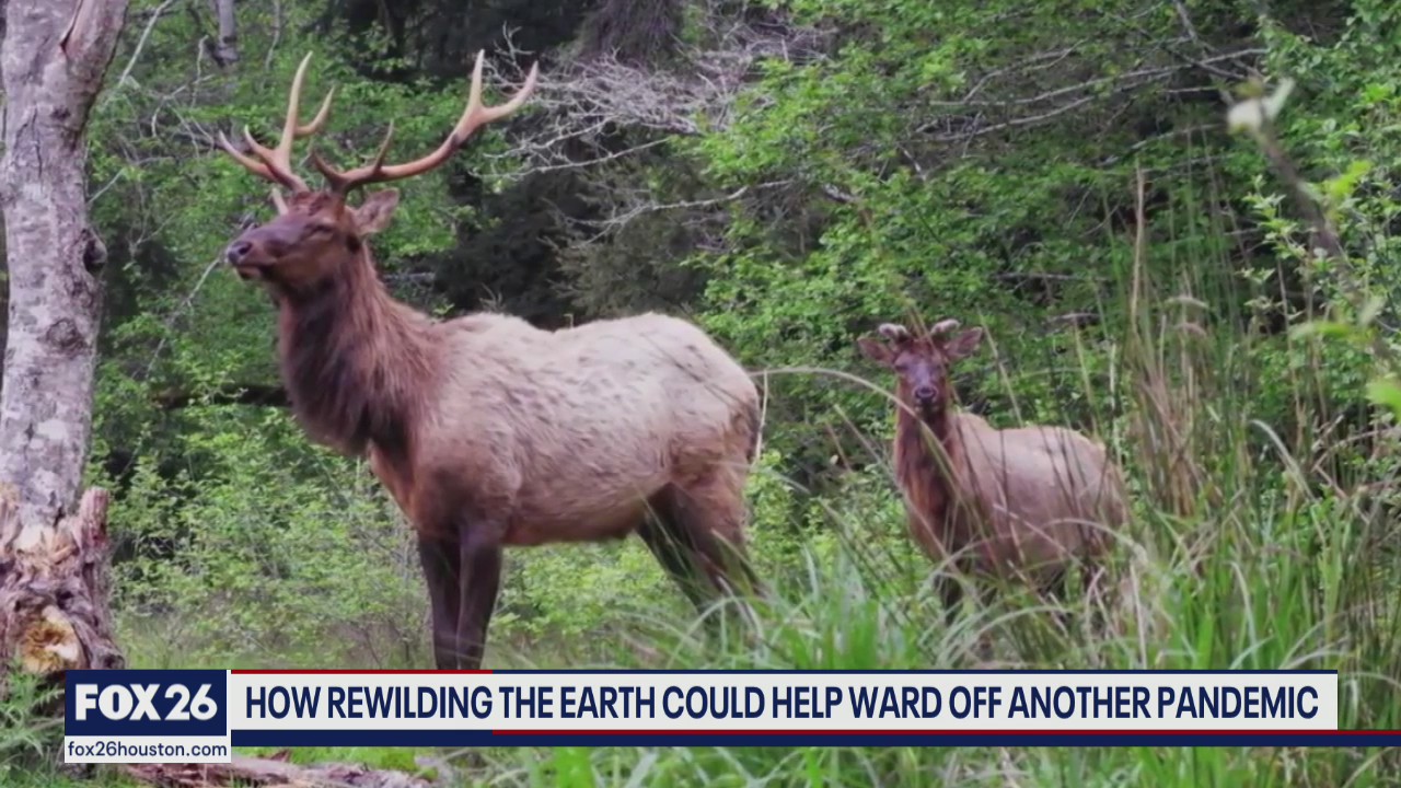 FOX 26 in Focus- Rebound and Recovery October 23, 202