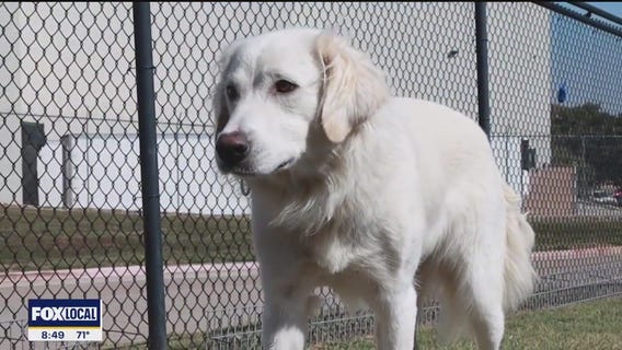 Pet of the day: Buttons