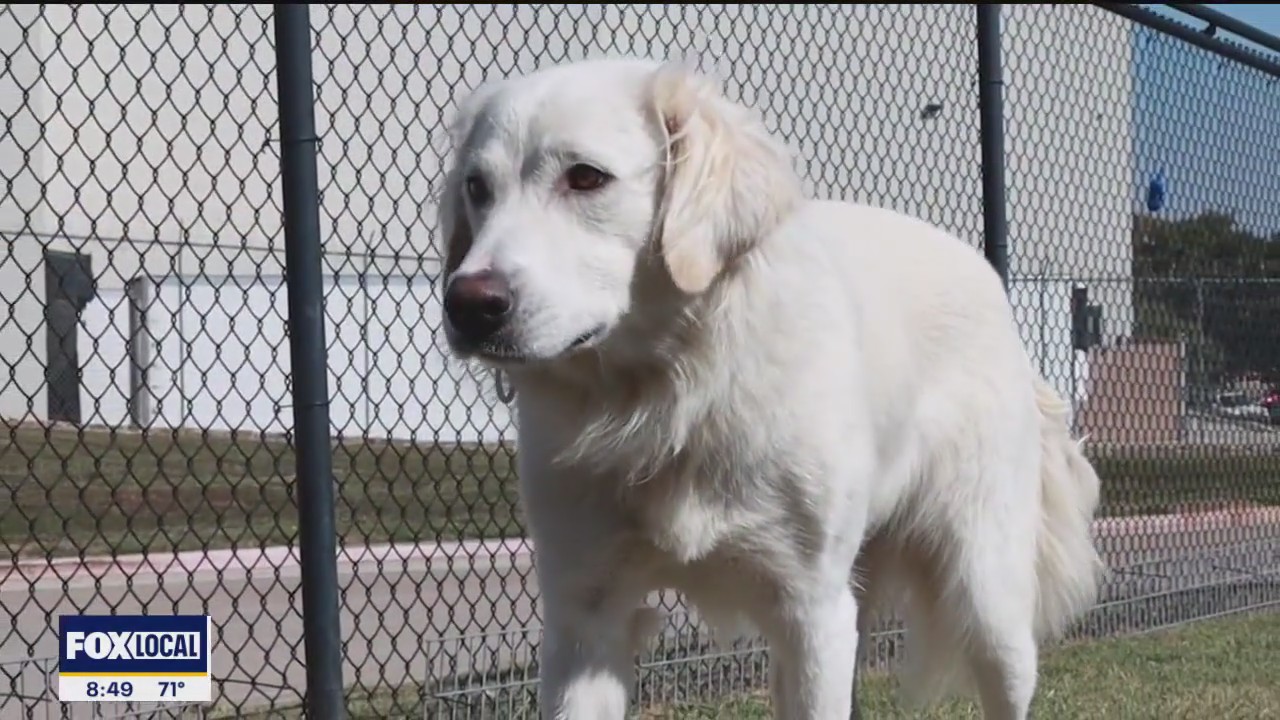 Pet of the day: Buttons
