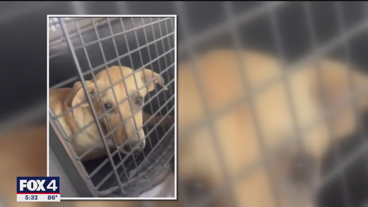 Godley dog pack safely captured