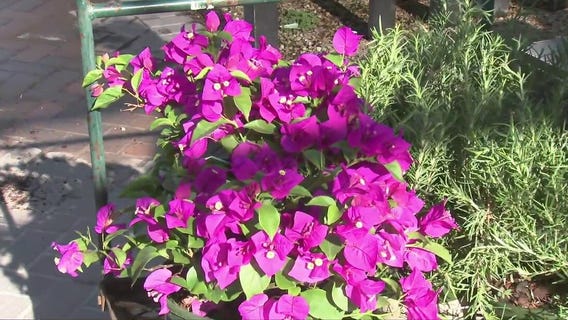 Outdoor plant options following the big freeze