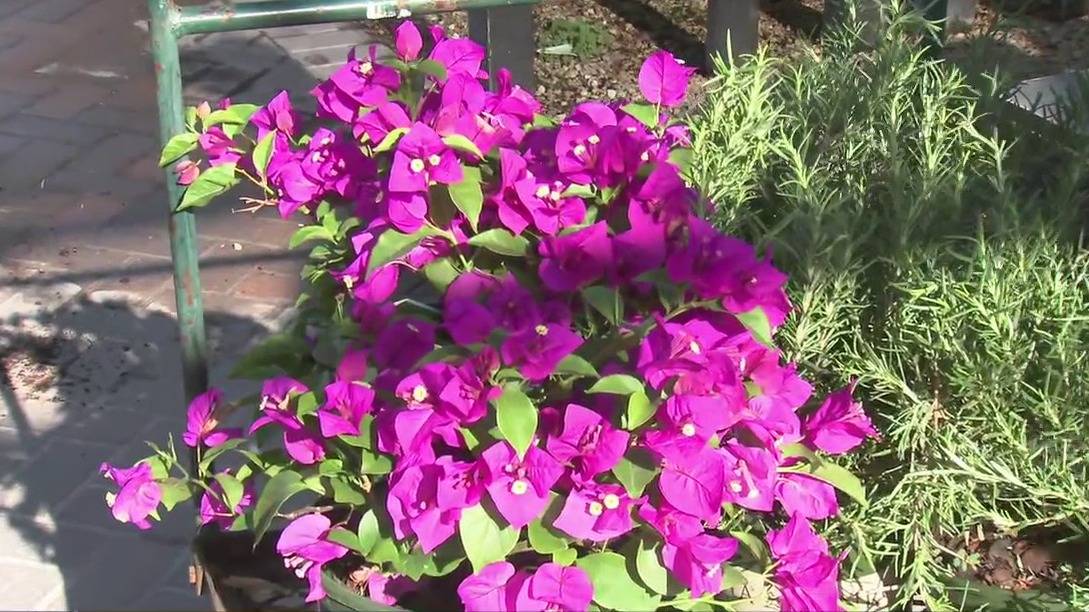 Outdoor plant options following the big freeze