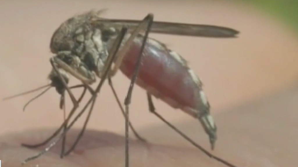Prepare for more mosquitos thanks to recent rains