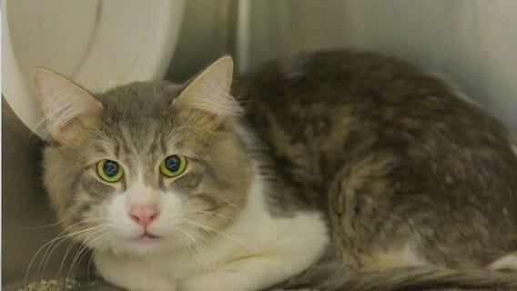 Montgomery Co. Animal Shelter in need of adoptions