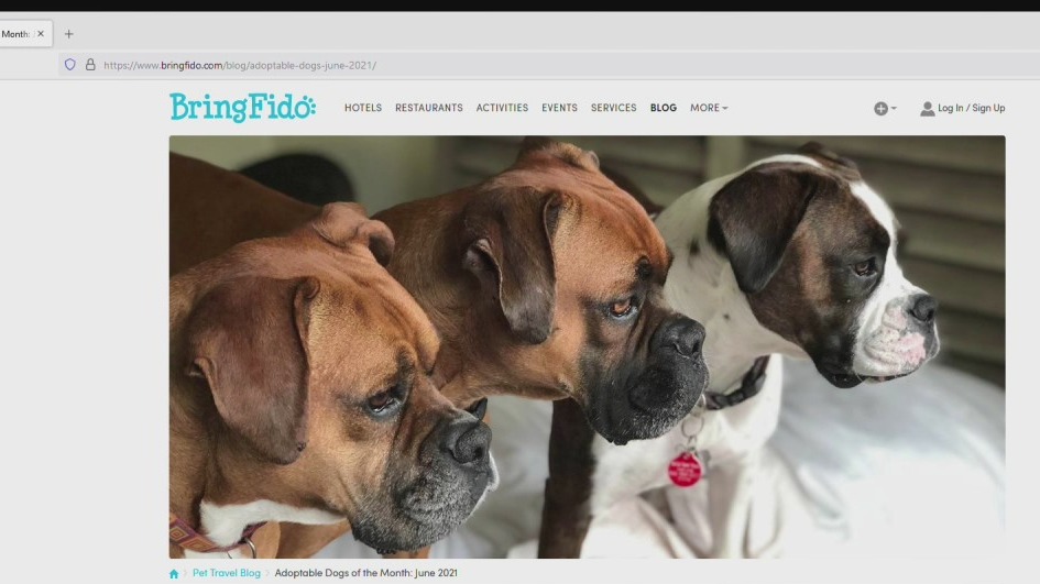 New app shows where you can bring pets during travels