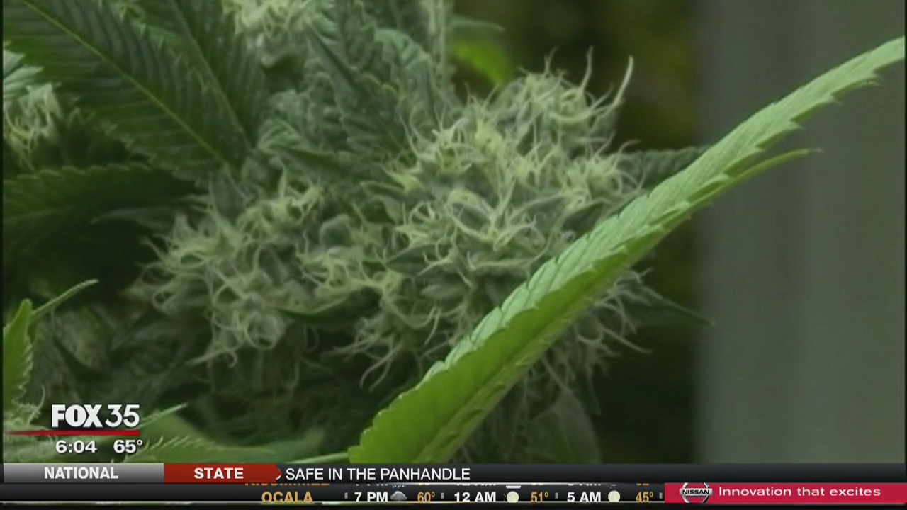 Medical marijuana on Florida ballot in November