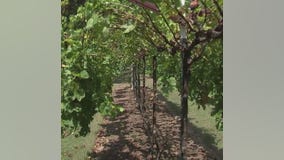 Experience a taste of Napa Valley in North Houston!