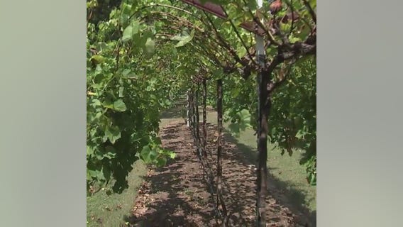 Experience a taste of Napa Valley in North Houston!