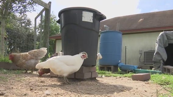 La Marque?s Great Chicken Debate