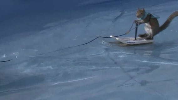 Squirrel water skiing among other animal performances at annual Nature Fest in Cypress