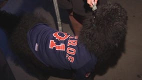 Watching the Astros World Series with your dog