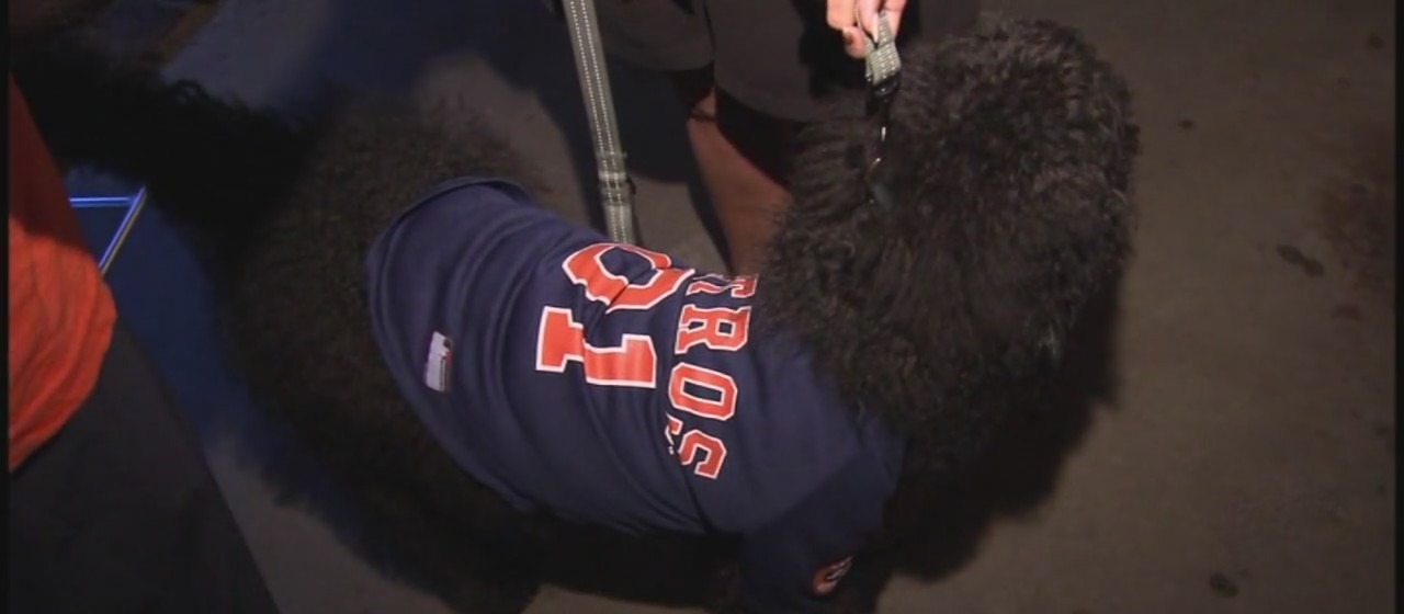 Watching the Astros World Series with your dog