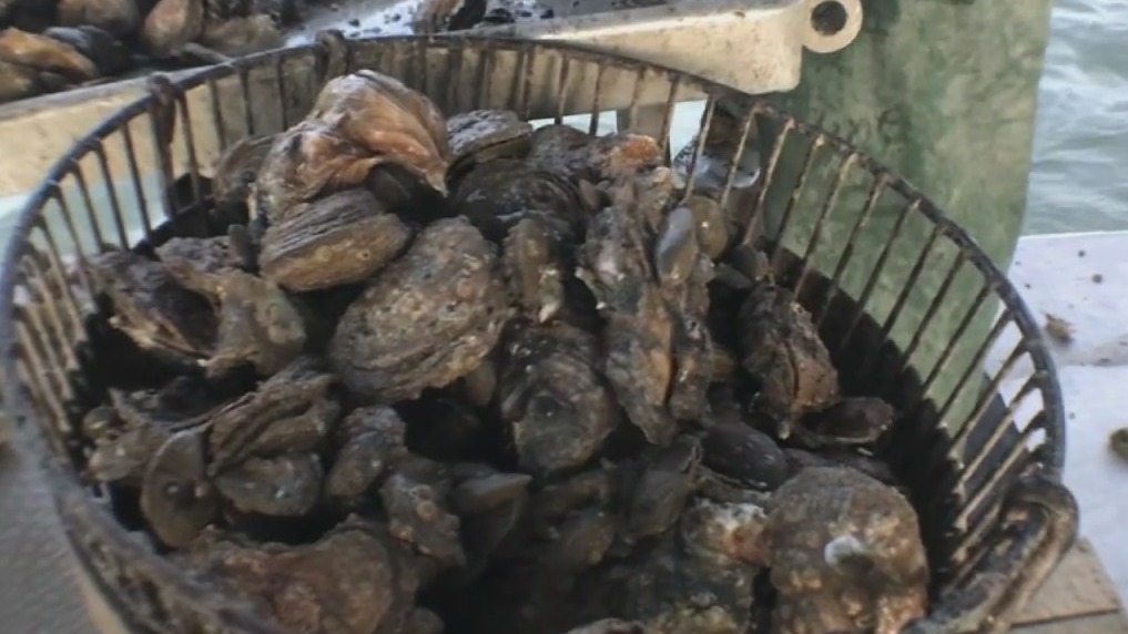 Oyster season begins in Texas