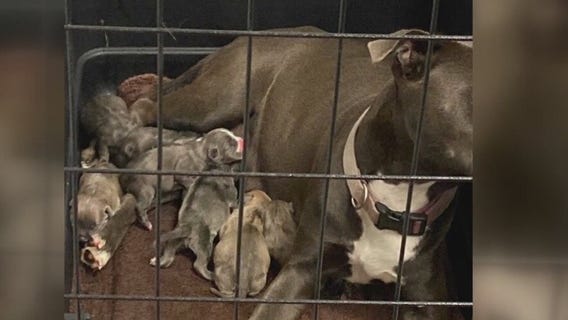 Shelters seeing surge in abandoned pets