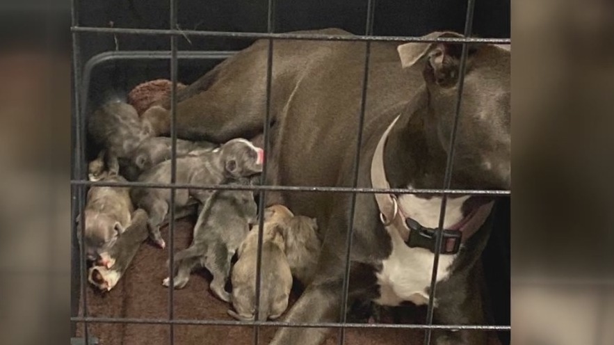 Shelters seeing surge in abandoned pets