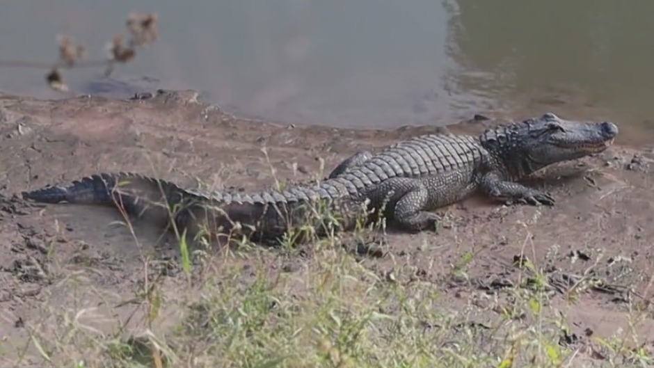 Gator spotted in Buffalo Bayou