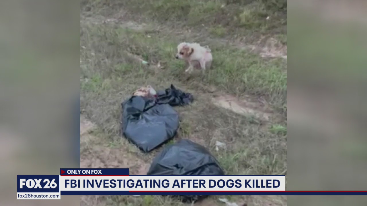 FBI investigating after dogs were killed in Liberty Co.