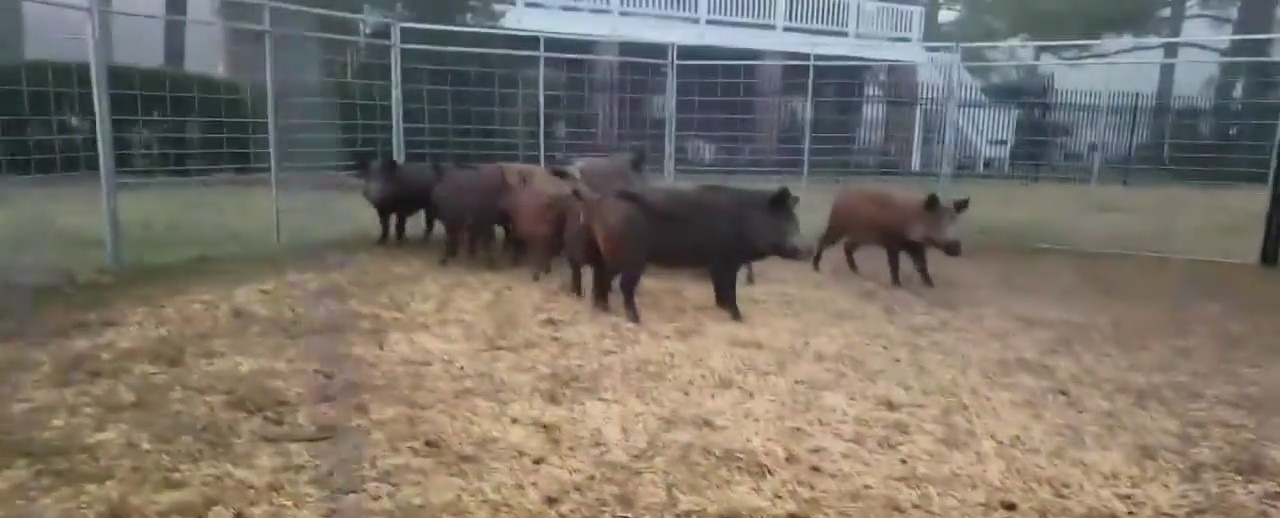 Residents face feral hog problem in Sugar Land neighborhoods