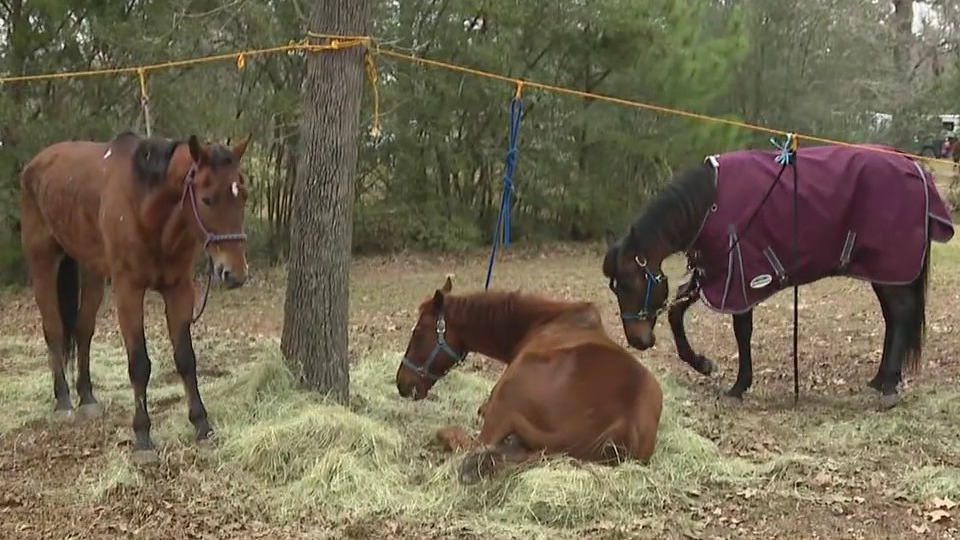 Trail riders making their way to Houston Livestock Show & Rodeo