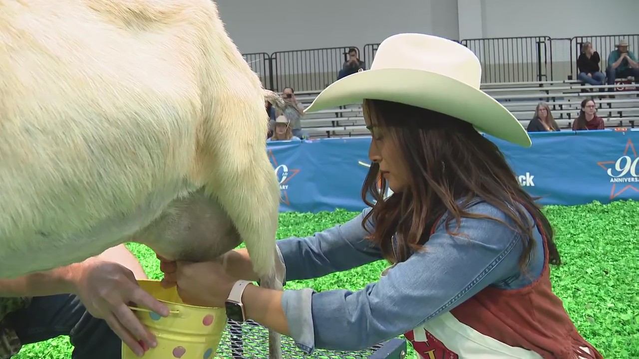 2022 Celebrity Goat Milking Championship at Houston Livestock Show & Rodeo