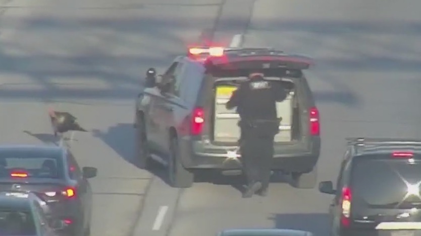 Video: Turkey causes major traffic jam