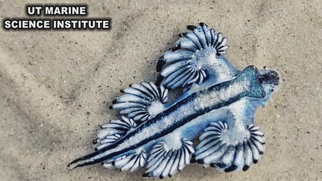 Blue dragons spotted on Texas beaches as spring break season begins
