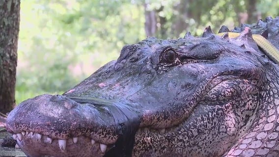 11-foot alligator captured in La Porte