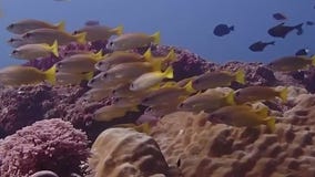 Celebrating World Ocean's Day