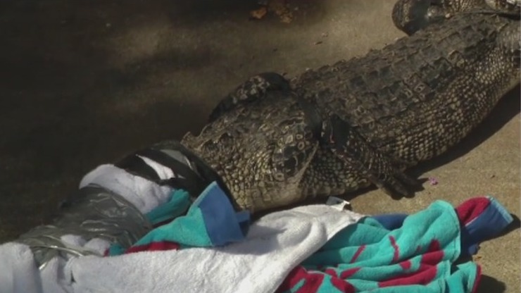 Homeowner finds alligator in his yard