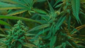 FOX Faceoff: The ongoing debate on legalizing marijuana