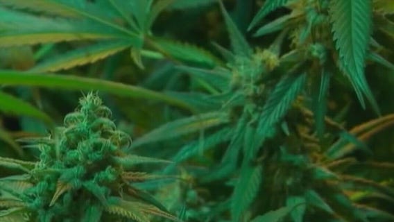 FOX Faceoff: The ongoing debate on legalizing marijuana