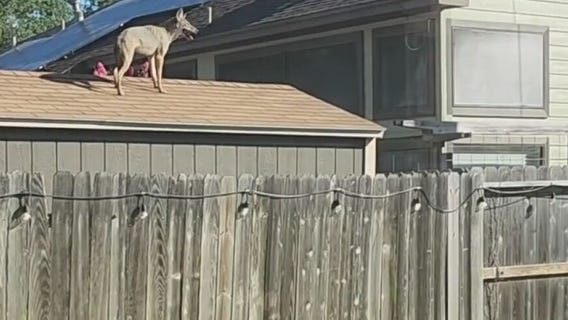 Katy woman says her dog was killed by pack of coyotes near her home