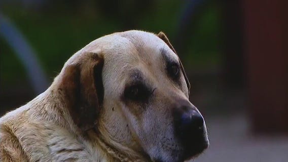 Houstonians helping homeless animals