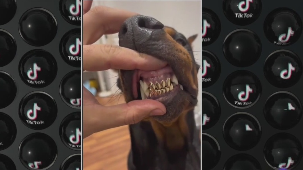 Guy under fire for giving his dog named 'Ninja' a grill