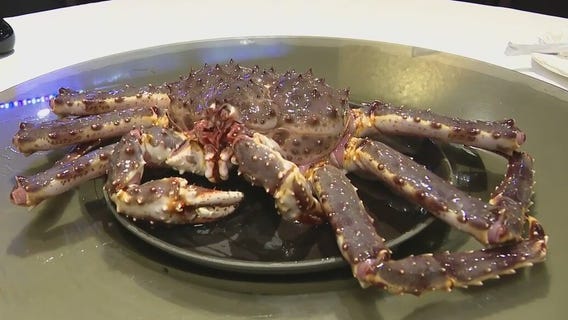 Checking out the largest King Crab in the Bayou City