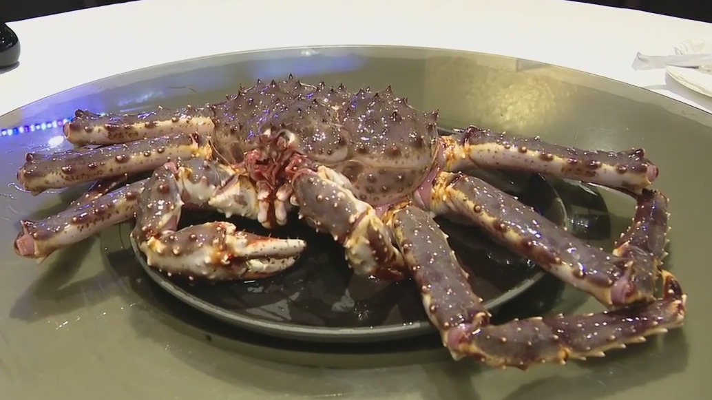 Checking out the largest King Crab in the Bayou City