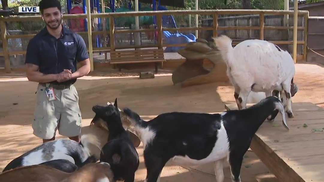 Meet the goats at the Houston Zoo