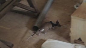 Pests to lifesavers: Giant rodents training to be rescuers during natural disasters