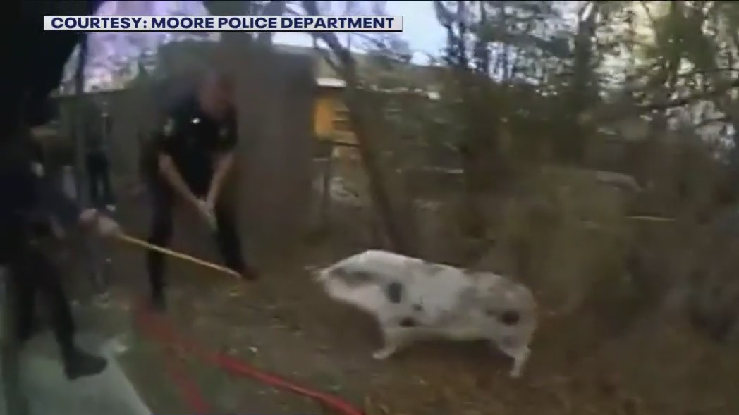 Oklahoma police corral runaway named 'Larry'