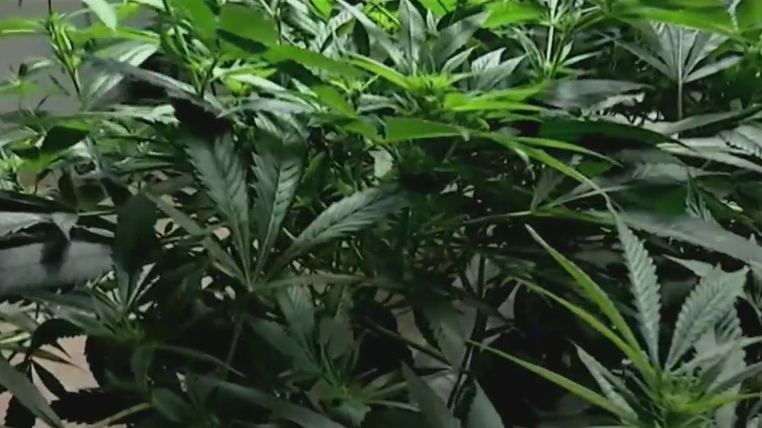 Marijuana sending more senior citizens to the Emergency Room