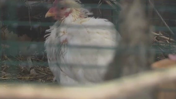 Interest in having chicken coops increase as egg prices skyrocket