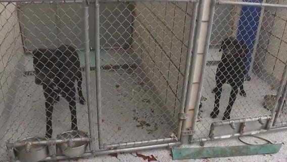 Pasadena Animal Shelter in need of help after severe tornado damage