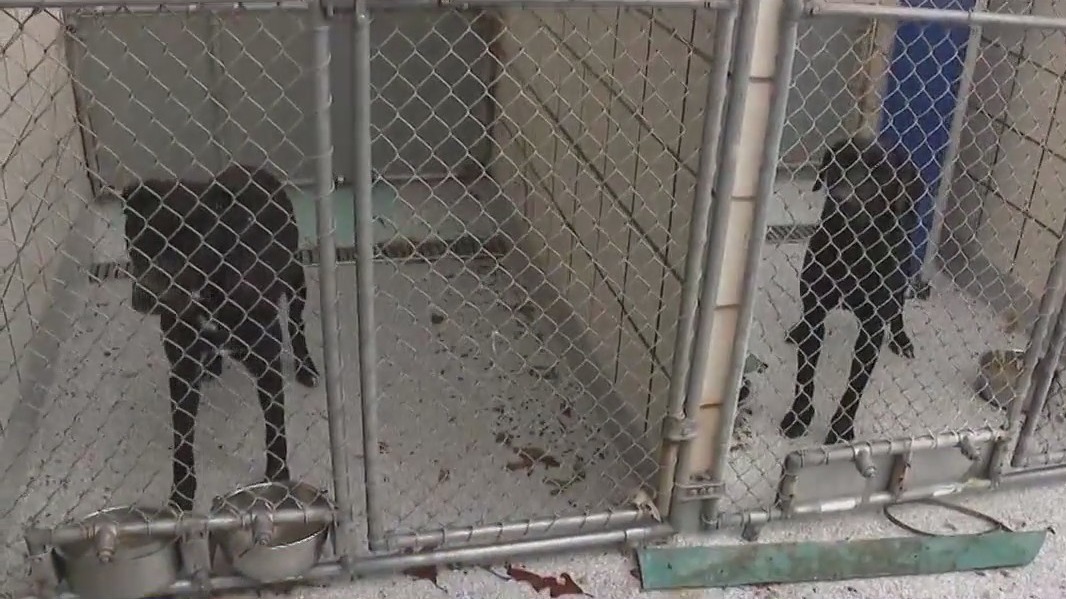 Pasadena Animal Shelter in need of help after severe tornado damage