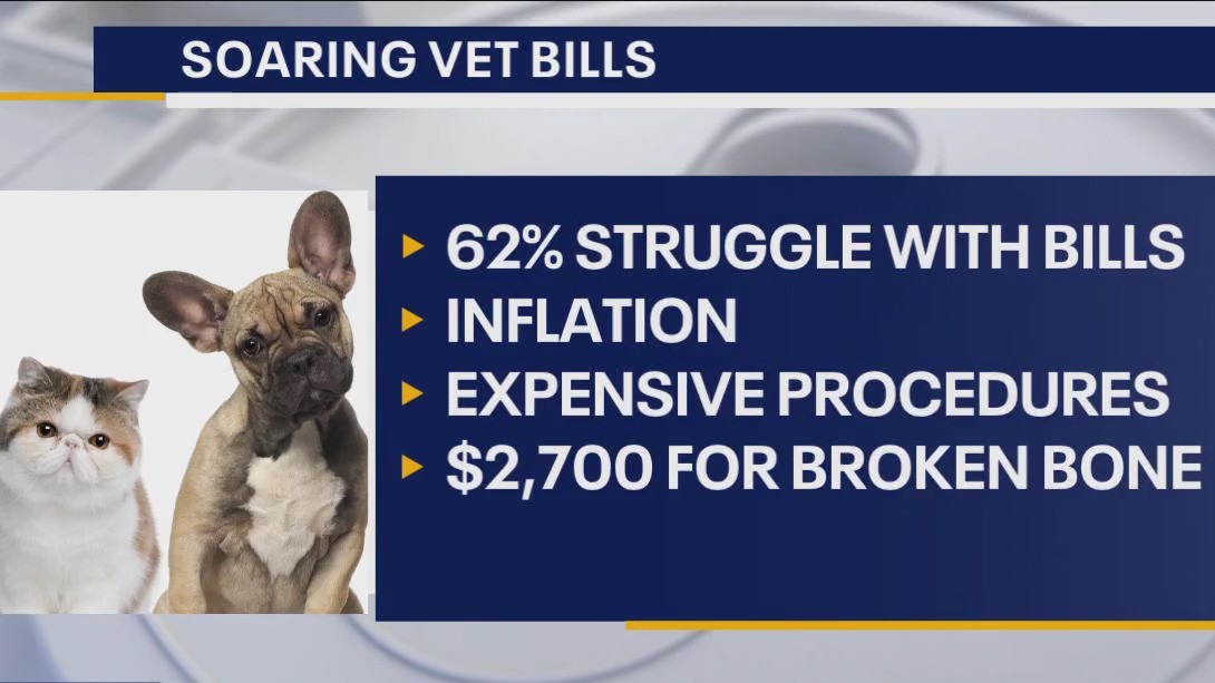 Rising cost of vet bills: Is insurance worth it?