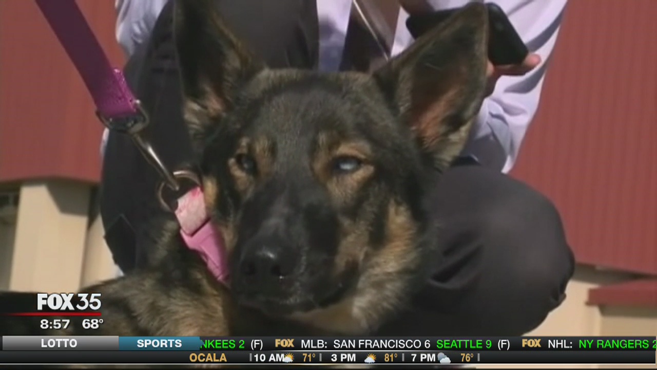Dog found safe after missing for 5 weeks | FOX 35 Orlando